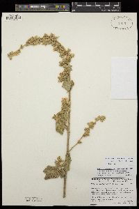 Malacothamnus davidsonii image