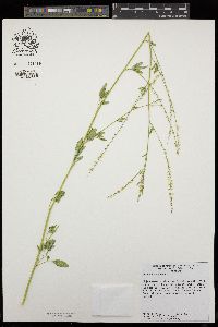 Melilotus albus image