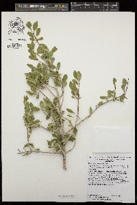 Forestiera pubescens image