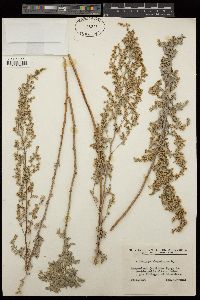 Artemisia absinthium image