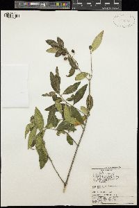 Olea europaea image