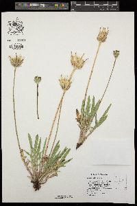 Agoseris grandiflora image