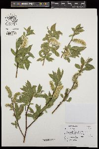 Salix orestera image