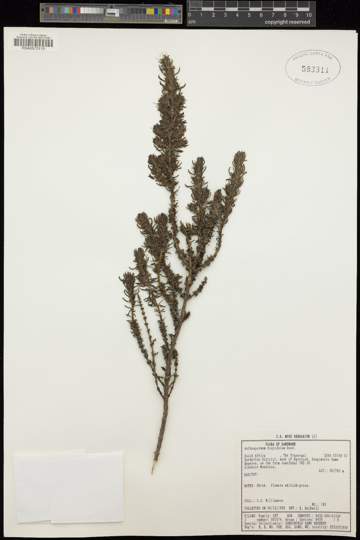 Anthospermum hispidulum image