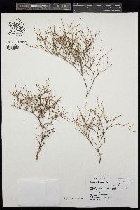 Eriogonum brachyanthum image