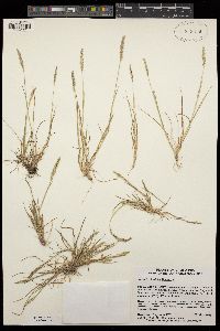 Agrostis blasdalei image