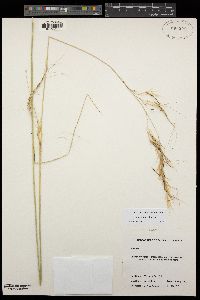 Stipa pulchra image