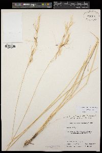 Stipa pulchra image