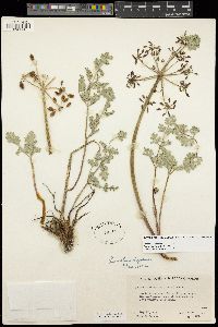 Lomatium rigidum image