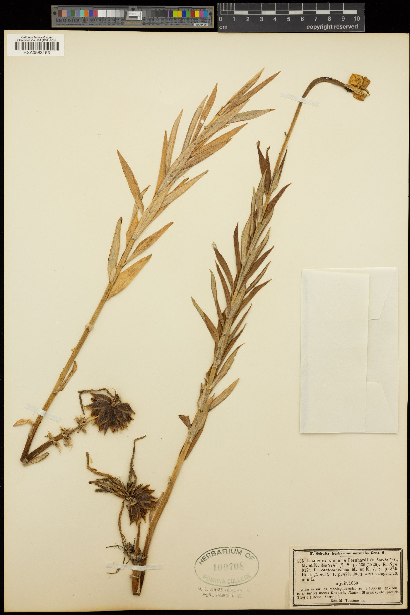 Lilium carniolicum image