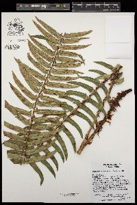 Polystichum munitum image