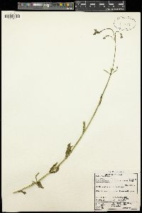 Verbena litoralis image