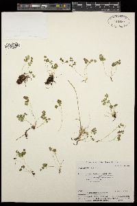 Thalictrum alpinum image