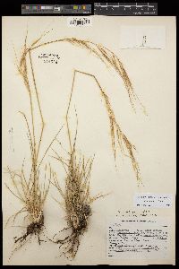 Stipa pulchra image