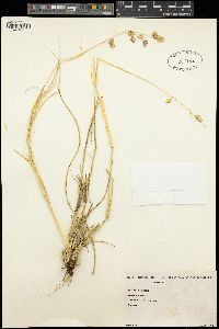 Eragrostis superba image