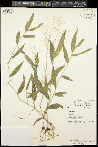 Image of Panicum brevifolium