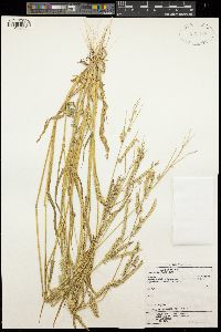 Urochloa brachyura image