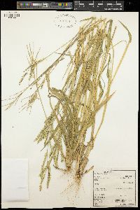 Urochloa brachyura image