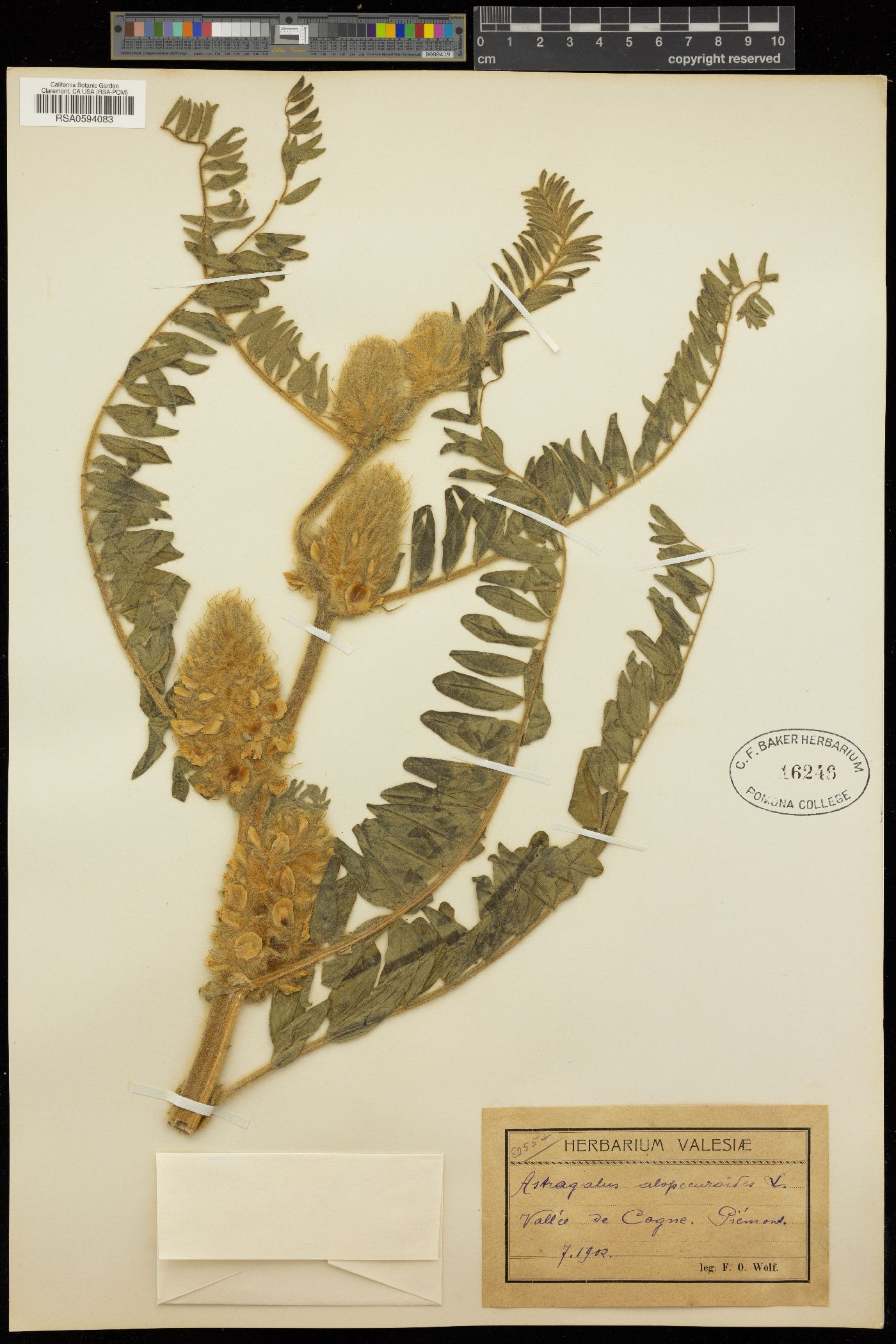 Astragalus alopecurus image