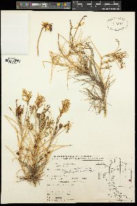 Astragalus angustifolius image