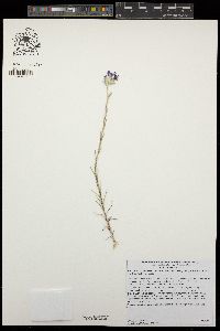 Eriastrum densifolium subsp. elongatum image