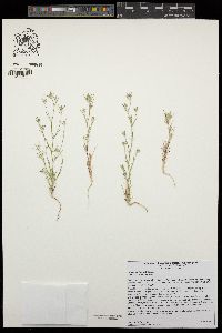 Eriastrum brandegeeae image