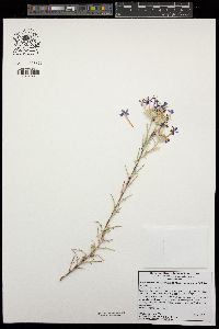 Eriastrum densifolium subsp. sanctorum image