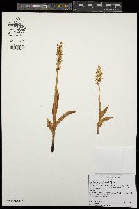 Platanthera tescamnis image