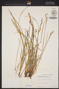 Image of Sisyrinchium xerophyllum