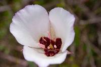 Calochortus catalinae image