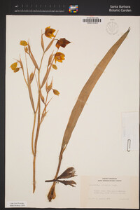 Calochortus pulchellus image