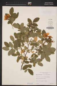 Rosa californica image