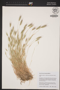 Hordeum marinum image