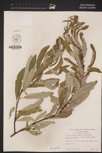 Salix lasiolepis image