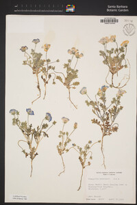 Nemophila menziesii var. menziesii image