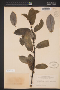 Salix hookeriana image