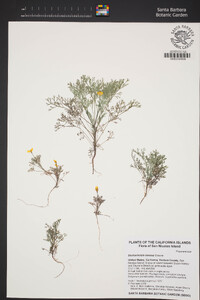 Eschscholzia ramosa image