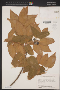 Prunus ilicifolia image