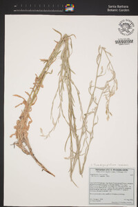 Pseudognaphalium canescens image
