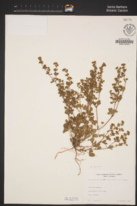 Potentilla biennis image