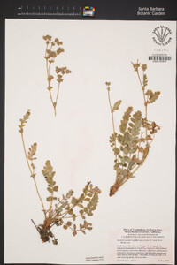 Horkelia cuneata var. sericea image