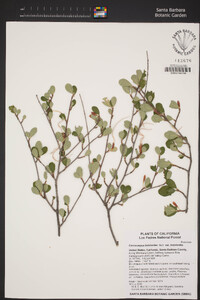 Cercocarpus betuloides var. betuloides image