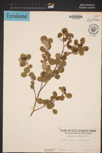 Amelanchier alnifolia image