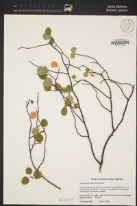 Amelanchier utahensis image