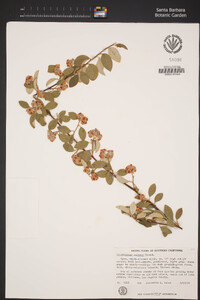 Cotoneaster pannosus image