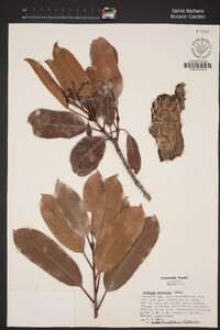 Photinia serratifolia image