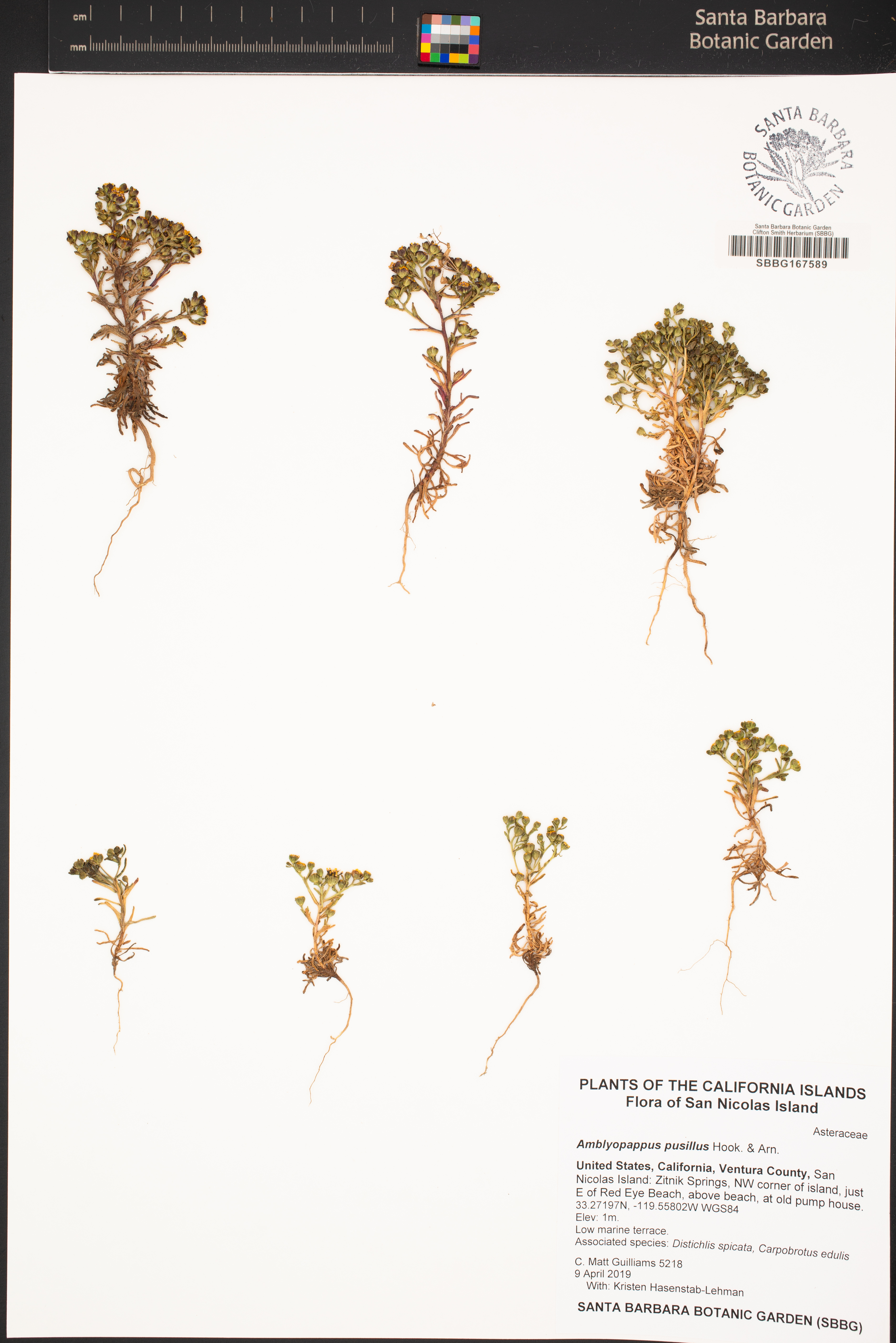 Amblyopappus pusillus image