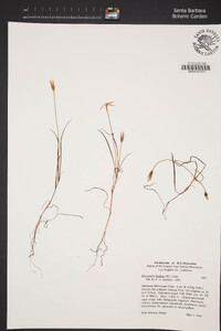 Uropappus lindleyi image