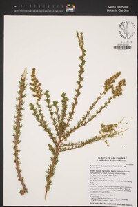 Adenostoma fasciculatum var. fasciculatum image