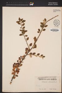Image of Cotoneaster acuminatus